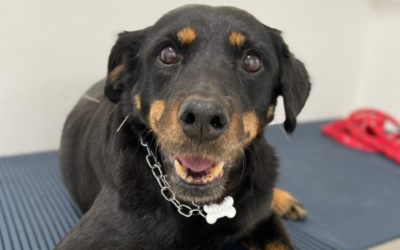 Benefícios da Acupuntura Veterinária